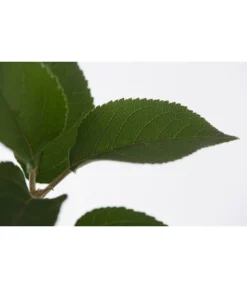 Winterapfel 'Goldparmäne' -Compo Verkaufsgeschäft 7654999 PR DE 001 ApfelGoldparmaeneMalusBusch95LiteDehnerExpressZS