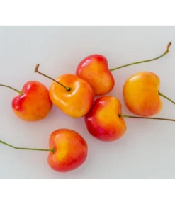 Süßkirsche 'Große Prinzessin'