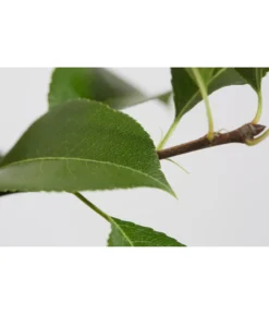 Sommerbirne 'Gute Luise' -Compo Verkaufsgeschäft 7658578 PR DE 001 BirneGuteLuisePyrusBusch95LiterDehnerExpressZS