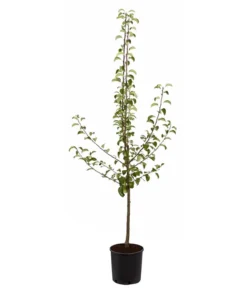 Sommerbirne 'Gute Luise' -Compo Verkaufsgeschäft 7658578 PR FS 001 BirneGuteLuisePyrusBusch95LiterDehnerExpressZS