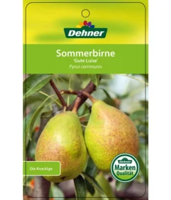 Sommerbirne 'Gute Luise' -Compo Verkaufsgeschäft 7658578 SommerbirneGuteLuise Etikett 1