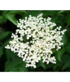 Großfruchtiger Holunder 'Haschberg' -Compo Verkaufsgeschäft 7662760 PR DE 002 SambucusHolunderHaschbergPixabay