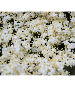 Großfruchtiger Holunder 'Haschberg' -Compo Verkaufsgeschäft 7662760 WE DE 003 SambucusHolunderBluete