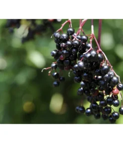 Holunder 'Black Tower' -Compo Verkaufsgeschäft 7662810 PR MO 002 HolunderBlackTower