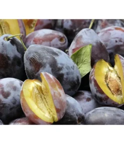 Hauszwetschge -Compo Verkaufsgeschäft 7663586 PR DE 001 PrunusPflaumeHauszwetschgePixabay