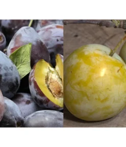 Zwetschgen-Duo 'Hauszwetsche'/'Oullins Reneklode'