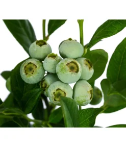 Heidelbeere 'Duke' -Compo Verkaufsgeschäft 7665219 WE DE 003 VacciniumHeidelbeereDuke3L