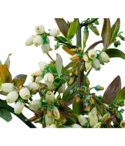 Heidelbeere 'Goldtraube' -Compo Verkaufsgeschäft 7665318 PR DE 002 HeidelbeereGoldtraubeHeidelbeereGoldtraubeBusch