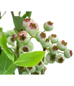 Heidelbeere 'Goldtraube' -Compo Verkaufsgeschäft 7665318 WE DE 003 VacciniumHeidelbeereGoldtraube3L