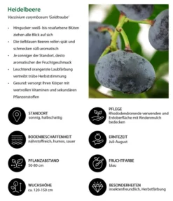 Heidelbeere 'Goldtraube' -Compo Verkaufsgeschäft 7665318 WE IG 001 HeidelbeereVacciniumcorymbosumGoldtraube