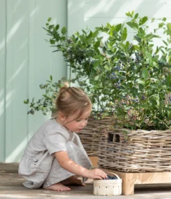 Heidelbeere 'Goldtraube' -Compo Verkaufsgeschäft 7665318 WE MO 001 HeidelbeereGoldtraube