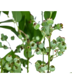 Dehner Heidelbeere 'Bluecrop' -Compo Verkaufsgeschäft 7665409 WE DE 005 VacciniumHeidelbeereBluecrop3L