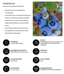Dehner Heidelbeere 'Bluecrop' -Compo Verkaufsgeschäft 7665409 WE IG 001 HeidelbeereVacciniumcorymbosumBlueCrop