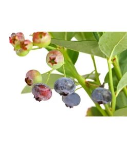 Dehner Gourmet Garten Heidelbeere 'Spartan' 9 Dehner Gourmet Garten Heidelbeere 'Spartan' -Compo Verkaufsgeschäft 7665508 PR DE 002 GourmetGartenHeidelbeereSpartan3LiterDehnerExpressHerzig