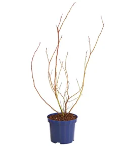 Dehner Gourmet Garten Heidelbeere 'Spartan' 7 Dehner Gourmet Garten Heidelbeere 'Spartan' -Compo Verkaufsgeschäft 7665508 WE FS 001 GGHeidelbeereSparten3L