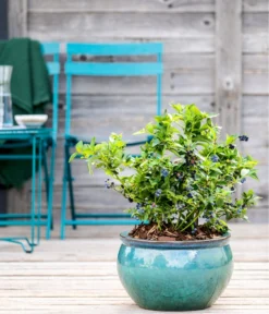 Dehner Gourmet Garten Heidelbeere 'Spartan' 8 Dehner Gourmet Garten Heidelbeere 'Spartan' -Compo Verkaufsgeschäft 7665508 WE MO HeidelbeereSpartan