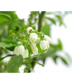 Heidelbeer-Drilling -Compo Verkaufsgeschäft 7665631 WE DE 001 VacciniumHeidelbeerDrilling10L