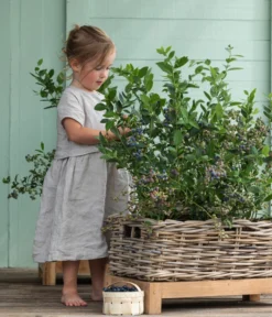 Heidelbeer-Drilling -Compo Verkaufsgeschäft 7665631 WE MO 001 HeidelbeerDrilling