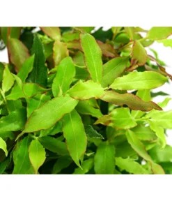 4-Monats-Heidelbeere 'Lucky Berry®' -Compo Verkaufsgeschäft 7665847 WE DE 04 VacciniumHeidelbelbeereLuckyBerry5L