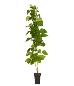 Neue Produkte -Compo Verkaufsgeschäft 7666662 PR FS 002 Himbeere HomeCaneDehnerExpressZS