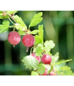 Stachelbeere 'Hinnonmäki', Stämmchen -Compo Verkaufsgeschäft 7668494 PR DE 001 StachelbeereHinnomaekiPixabay