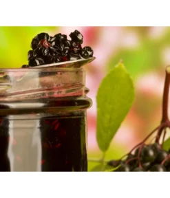 Holunder 'Black Lace' -Compo Verkaufsgeschäft 7670896 WE MO 003 Holunder