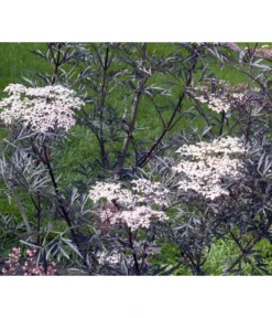 Holunder 'Black Lace' -Compo Verkaufsgeschäft 7670896 WE MO 004 HolunderBlackLace