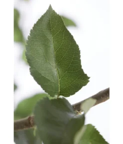 Winterapfel 'Jonagold' -Compo Verkaufsgeschäft 7691645 PR DE 001 ApfelJonagoldMalusBusch95LiterDehnerExpressZS