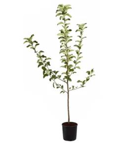 Winterapfel 'Jonagold' -Compo Verkaufsgeschäft 7691645 PR FS 001 ApfelJonagoldMalusBusch95LiterDehnerExpressZS