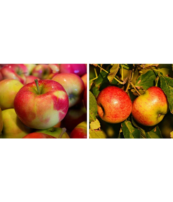 Titelseite -Compo Verkaufsgeschäft