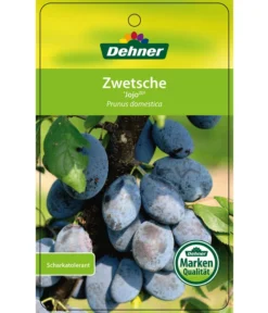 Zwetschge 'Jojo' -Compo Verkaufsgeschäft 7692635 ZwetscheJojo Etikett 1