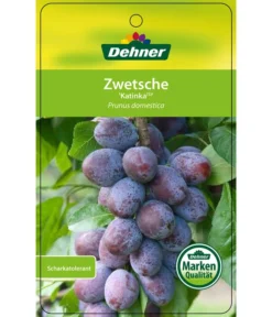 Zwetschge 'Katinka' -Compo Verkaufsgeschäft 7693252 ZwetscheKatinka Etikett 1