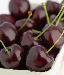 Süßkirsche 'Kordia' -Compo Verkaufsgeschäft 7703143 PR DE 001 KirscheKordiaDehnerExpressZS 1