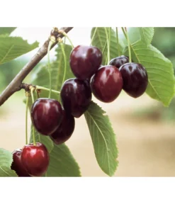 Süßkirsche 'Kordia'