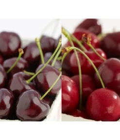 Süßkirschen-Duo 'Kordia/Burlat'