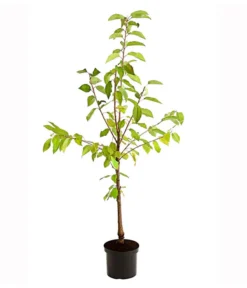 Süßkirschen-Duo 'Kordia/Burlat' -Compo Verkaufsgeschäft 7703234 PR FS 001 KirschenDuoKordiaBurlat95LiterDehnerExpressHerzig