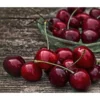 Süßkirsche 'Merchant'