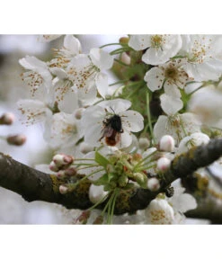 Süßkirsche 'Merchant' -Compo Verkaufsgeschäft 7710205 PR DE 002 PrunusSuesskirscheMerchantPixabay