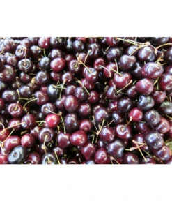 Süßkirsche 'Merchant' -Compo Verkaufsgeschäft 7710205 WE MO 002 KirscheMerchantPixabay