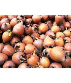 Mispel -Compo Verkaufsgeschäft 7711088 WE MO 001 MispelMespilusPixabay