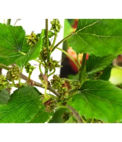 Maulbeere 'Mojo Berry' -Compo Verkaufsgeschäft 7714579 WE DE 011 MorusMojoBerrieMaulbeereT13