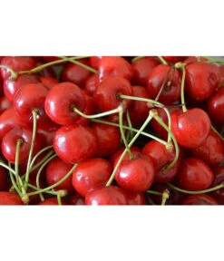 Sauerkirsche 'Morellenfeuer' -Compo Verkaufsgeschäft 7714728 WE MO 001 SauerkirscheMorellenfeuerPixabay