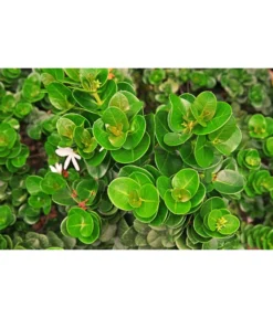 Natalpflaume -Compo Verkaufsgeschäft 7719107 PR MO 002 NatalpflaumeCarissaGrandiflora123rf