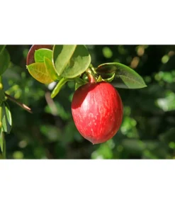 Natalpflaume -Compo Verkaufsgeschäft 7719107 PR MO 011 NatalpflaumeCarissaGrandiflora123rf