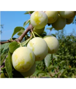 Zwetschgen-Duo 'Nancy/Schönberger' -Compo Verkaufsgeschäft 7719230 BildFS 001 ZwetscheNancyMirabelleNancyMirabelleBu