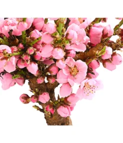 Zwergnektarine 'Nectarella' -Compo Verkaufsgeschäft 7720204 PR DE 001 ZwergNektarine7LDehnerExpressHerzig