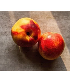 Zwergnektarine 'Nectarella' -Compo Verkaufsgeschäft 7720204 WE DE 002 Zwergnektarine