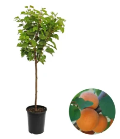 Zwergaprikose 'Kaluna'