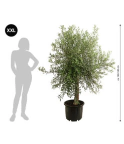 XXL Olivenbaum, Ca. 160-180 Cm -Compo Verkaufsgeschäft 7724693 WE BG 001 XXLOlivenbaum160180