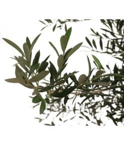 XXL Olivenbaum, Ca. 160-180 Cm -Compo Verkaufsgeschäft 7724693 WE DE 003 OleaOliveDehnerExpressHerzig